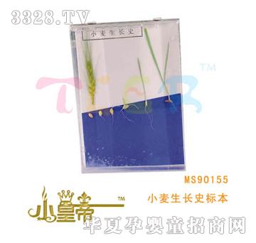 ��A�A��С�����Lʷ�˱�MS90155