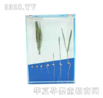 �����`С�����Lʷ�˱�