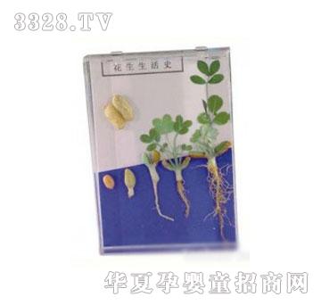 �����`�������Lʷ�˱�