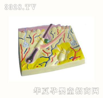 ��|Ƥ�w�Y(ji��)��(g��u)ģ��