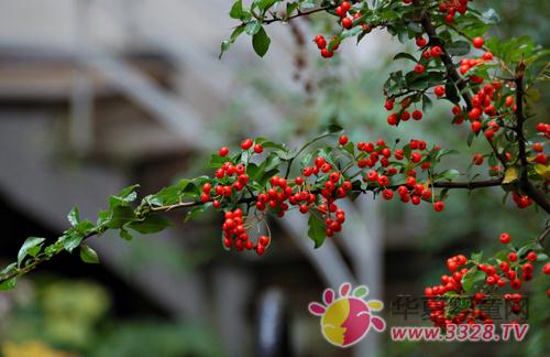 ���ΕrҰ���Ӳ��܁y��