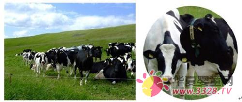 ���냺�̷ۆΆ��ǿ����|�������Ʒ��